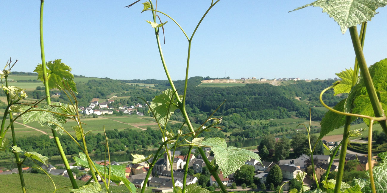 Weinwanderung mit Bob