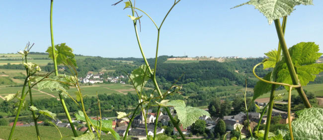 Weinwanderung mit Bob